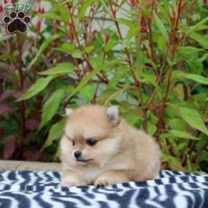 Tessa, Pomeranian Puppy